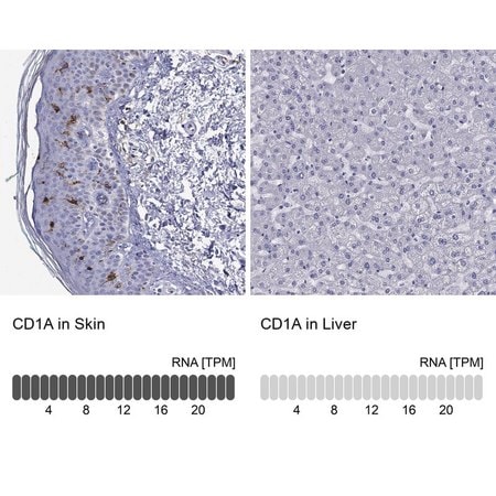 Merck Anti-CD1A antibody produced in rabbit