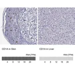 Merck Anti-CD1A antibody produced in rabbit