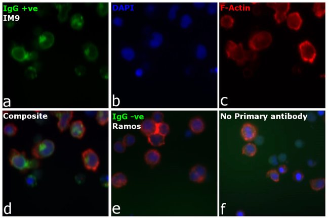 Thermo Fisher Scientific Rabbit anti-Human IgG (H+L) Secondary Antibody