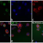 Thermo Fisher Scientific Rabbit anti-Human IgG (H+L) Secondary Antibody