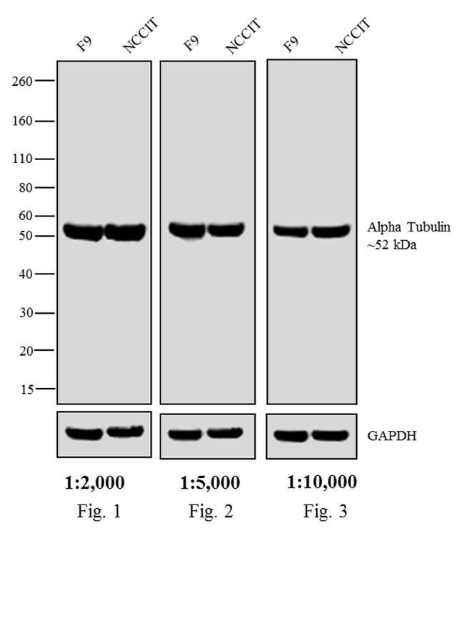 Thermo Fisher Scientific F(ab`)2-Goat anti-Rat IgG Fc Secondary Antibody, AP