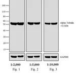 Thermo Fisher Scientific F(ab`)2-Goat anti-Rat IgG Fc Secondary Antibody, AP