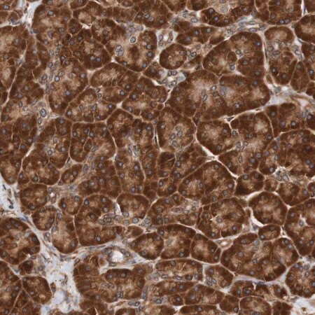Merck Anti-TMEM109 antibody produced in rabbit