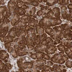 Merck Anti-TMEM109 antibody produced in rabbit
