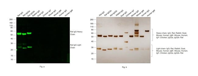 Thermo Fisher Scientific Donkey anti-Rat IgG (H+L) Highly Cross-Adsorbed Secondary Antibody, Alexa Fluor Plus 488
