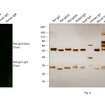 Thermo Fisher Scientific Donkey anti-Rat IgG (H+L) Highly Cross-Adsorbed Secondary Antibody, Alexa Fluor Plus 488