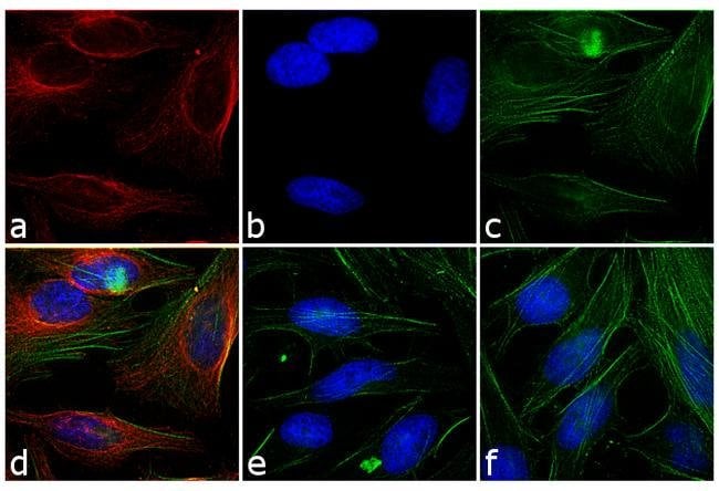 Thermo Fisher Scientific Goat anti-Mouse IgG Fc Secondary Antibody, Rhodamine