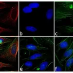 Thermo Fisher Scientific Goat anti-Mouse IgG Fc Secondary Antibody, Rhodamine