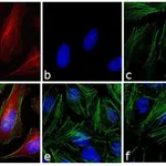 Thermo Fisher Scientific Rabbit anti-Mouse IgG (H+L) Cross-Adsorbed Secondary Antibody, Alexa Fluor 633