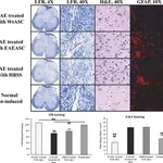 Merck ANTI-GLIAL FIBRILLARY ACIDIC PROTEIN (G&
