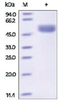 Merck CATHEPSIN D,HUMAN