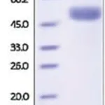 Merck CATHEPSIN D,HUMAN