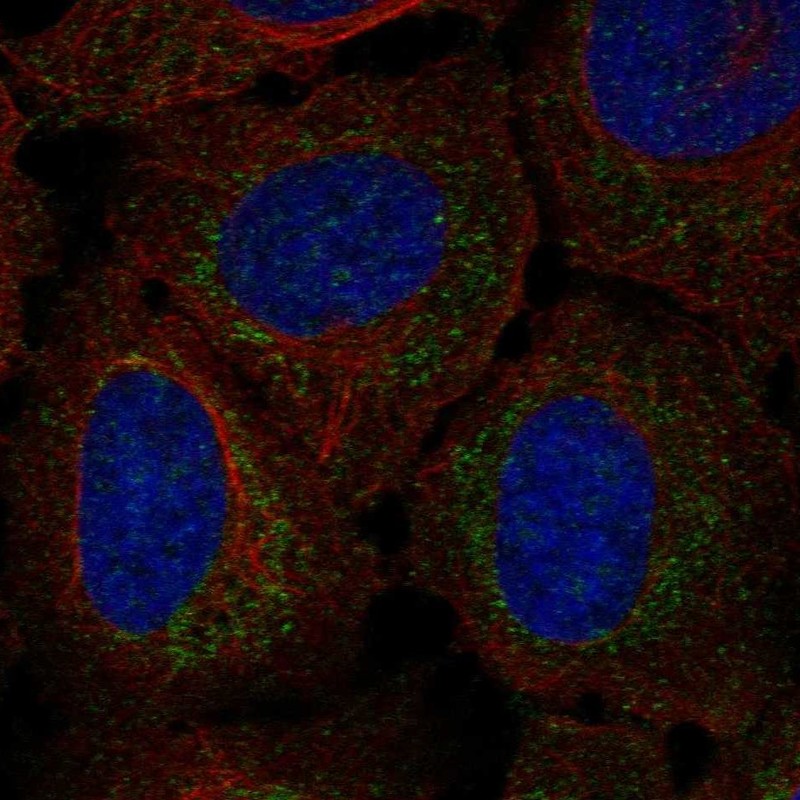 Atlas Antibodies Anti-RP11-80H18.3 Antibody