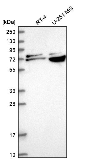 Atlas Antibodies Anti-RPA1 Antibody