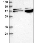 Atlas Antibodies Anti-RPA1 Antibody
