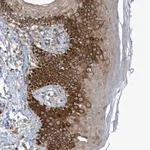 Atlas Antibodies Anti-RPE Antibody