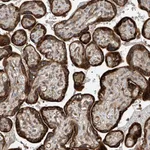 Atlas Antibodies Anti-RPAIN Antibody