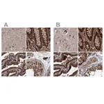 Atlas Antibodies Anti-RPAP3 Antibody