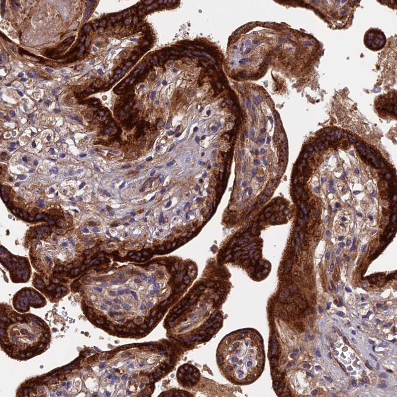 Atlas Antibodies Anti-RPIA Antibody
