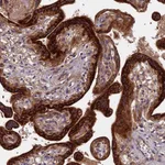 Atlas Antibodies Anti-RPIA Antibody