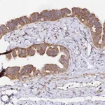 Atlas Antibodies Anti-RPL13A Antibody