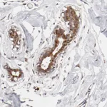 Atlas Antibodies Anti-RPL12 Antibody