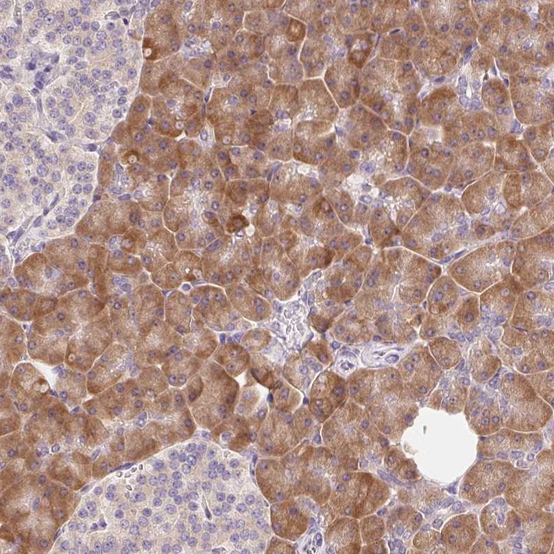 Atlas Antibodies Anti-RPL18A Antibody