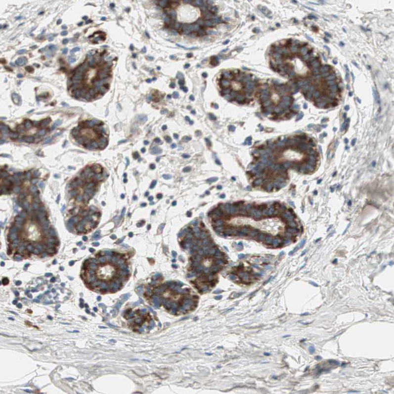 Atlas Antibodies Anti-RPL23 Antibody