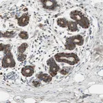 Atlas Antibodies Anti-RPL23 Antibody
