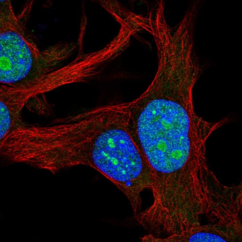 Atlas Antibodies Anti-RPL22L1 Antibody