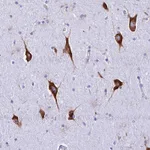 Atlas Antibodies Anti-RPL19 Antibody