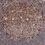 Atlas Antibodies Anti-RPL27 Antibody