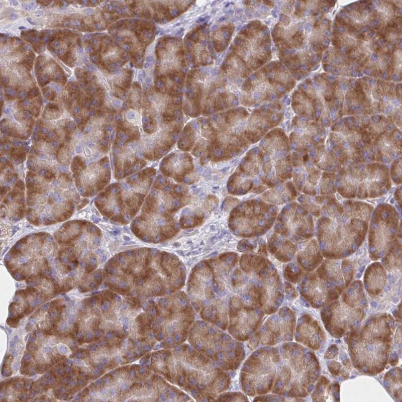 Atlas Antibodies Anti-RPL27A Antibody