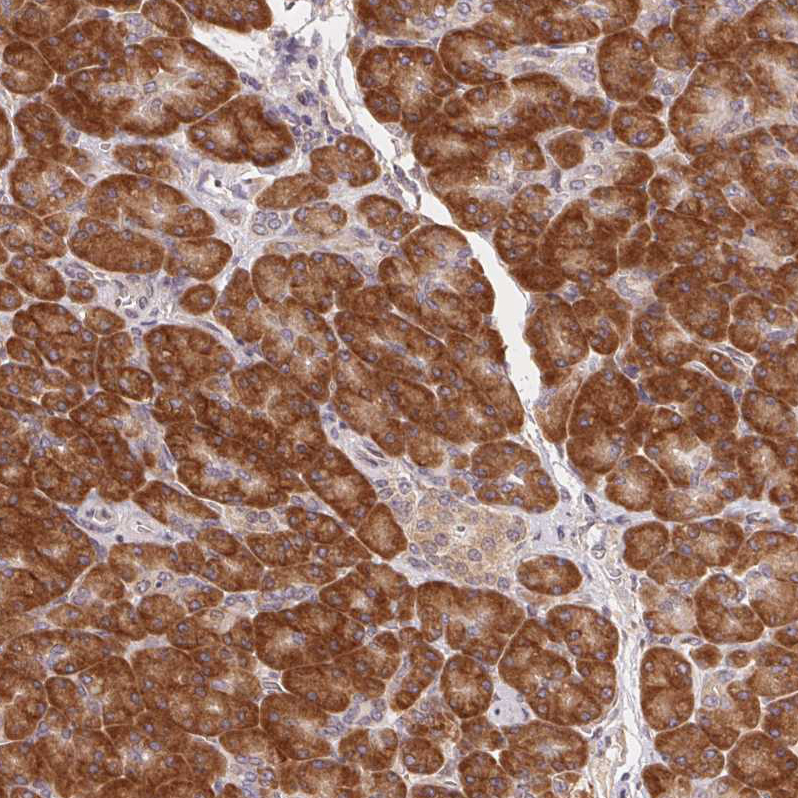 Atlas Antibodies Anti-RPL27A Antibody