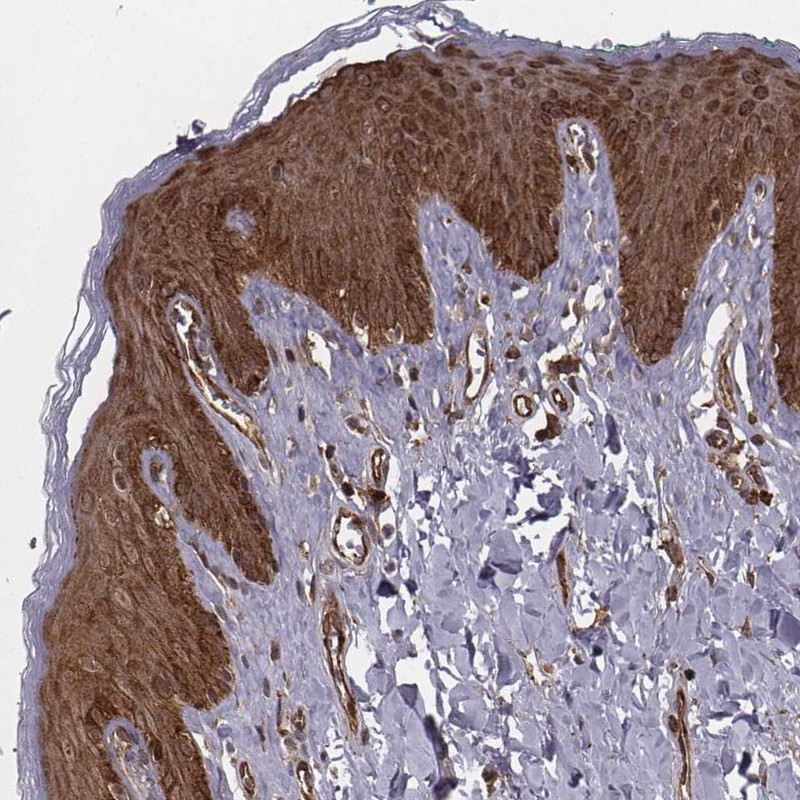 Atlas Antibodies Anti-RPL3 Antibody