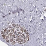 Atlas Antibodies Anti-RPL31 Antibody