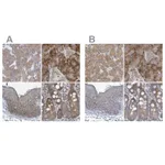 Atlas Antibodies Anti-RPL32 Antibody