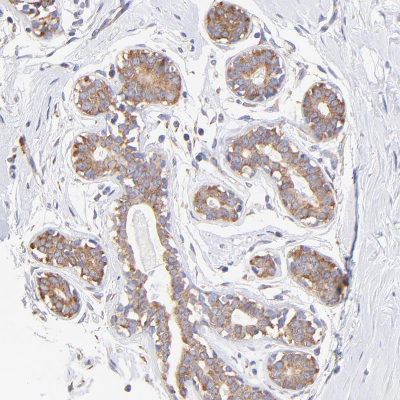 Atlas Antibodies Anti-RPL30 Antibody
