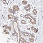 Atlas Antibodies Anti-RPL30 Antibody