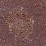 Atlas Antibodies Anti-RPL36 Antibody