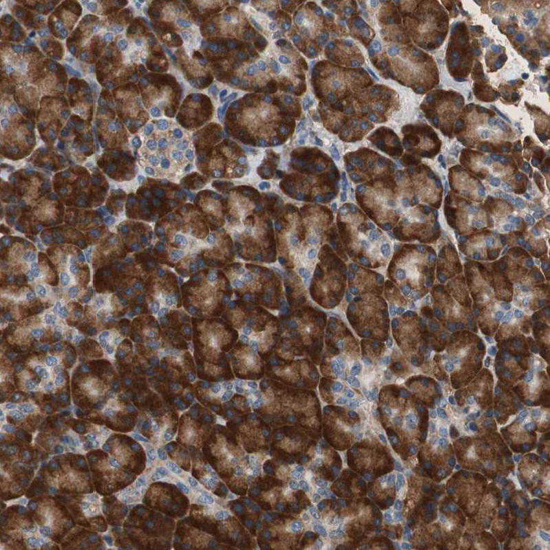 Atlas Antibodies Anti-RPL35 Antibody
