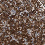 Atlas Antibodies Anti-RPL35 Antibody