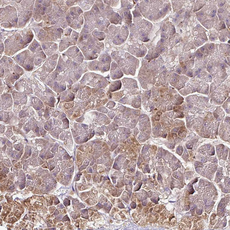 Atlas Antibodies Anti-RPL38 Antibody