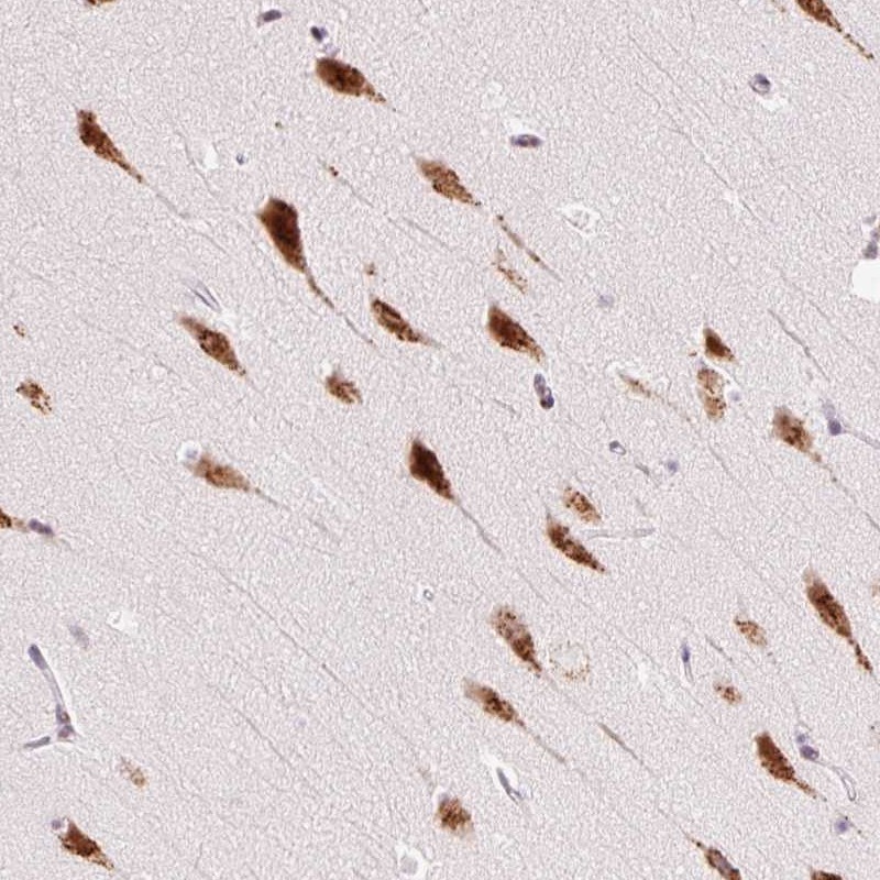Atlas Antibodies Anti-RPL41 Antibody