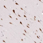 Atlas Antibodies Anti-RPL41 Antibody