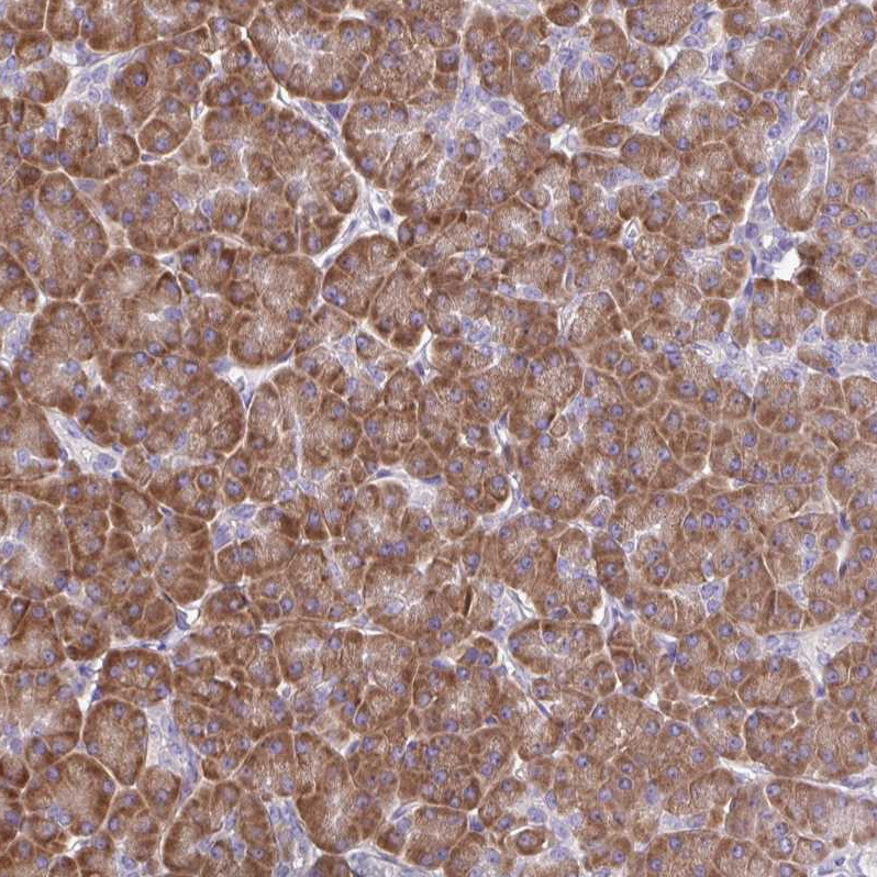 Atlas Antibodies Anti-RPL7 Antibody