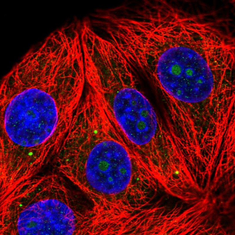 Atlas Antibodies Anti-RPL7A Antibody