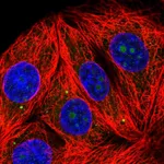 Atlas Antibodies Anti-RPL7A Antibody
