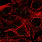 Atlas Antibodies Anti-RPL7L1 Antibody
