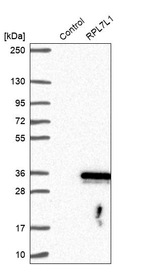 Atlas Antibodies Anti-RPL7L1 Antibody